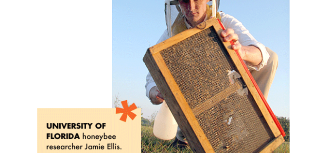 @griTech: Colony Collapse Disorder causing concern for apiaries