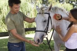 Grooming safety for new horse owners