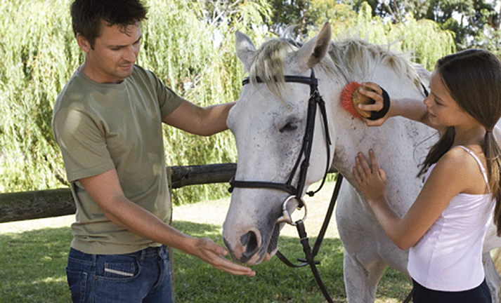 Grooming safety for new horse owners