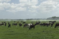 More Trade Opportunity for Florida Beef
