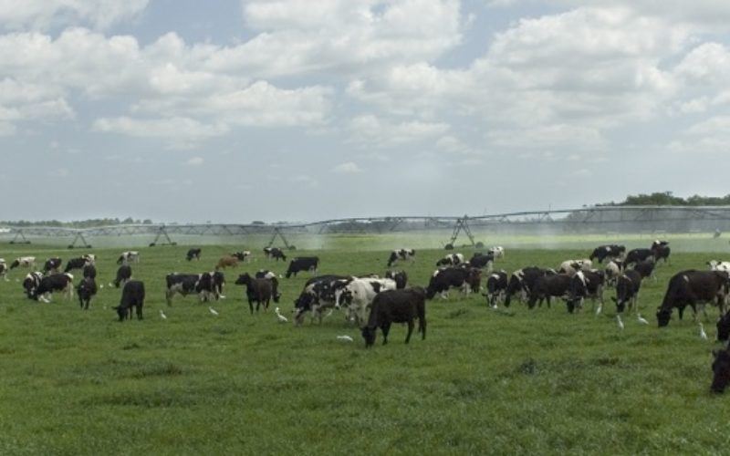 More Trade Opportunity for Florida Beef
