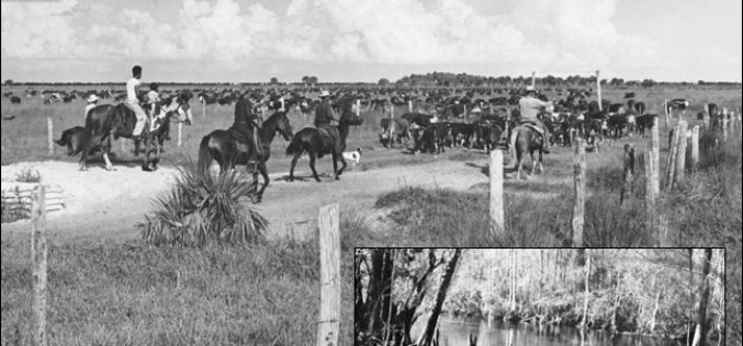 A brief look at Florida’s oldest industry — cattle ranching