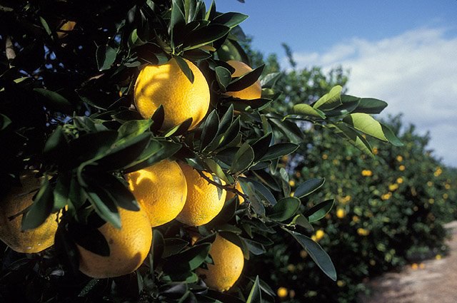 The Green Monster: At War with a Potentially Devastating Citrus Disease