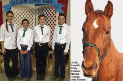 Learning new equine skills through competition