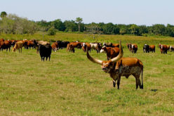 Cattle Industry Update from the Florida Ranchers’ Perspective