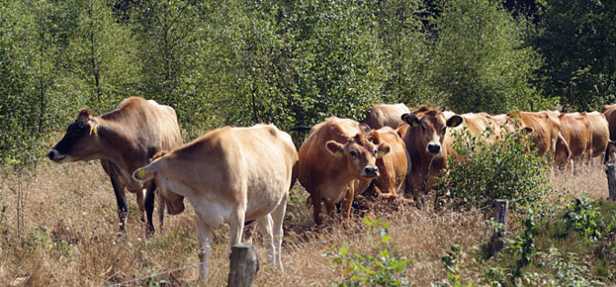 Cattle: Preventing the Spread of Disease Among Herds