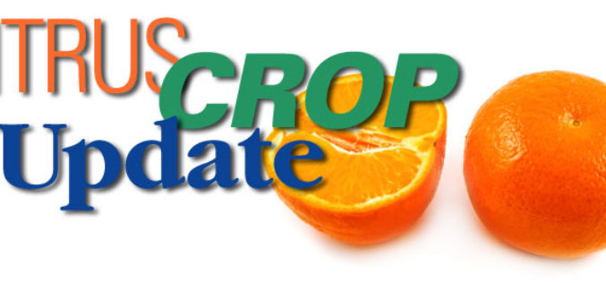 Citrus Crop Update: USDA Predicts Slimmer Harvest for Valencia Variety