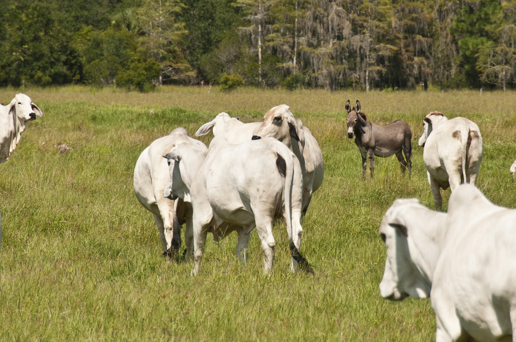 Florida Ranching by the Numbers