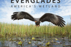 Opening our eyes to the real Everglades