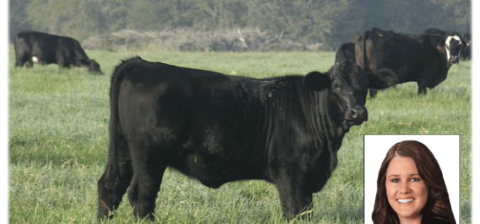 Cattle Feature: Why Brangus?