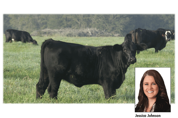 Cattle Feature: Why Brangus?