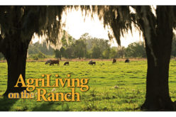 It’s a good time to be a cattleman in Florida