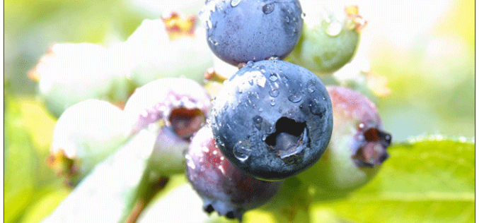 Publisher Letter: Getting the blueberries off the bush