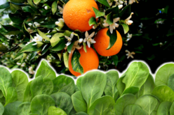 A solution to citrus greening with a little help from spinach