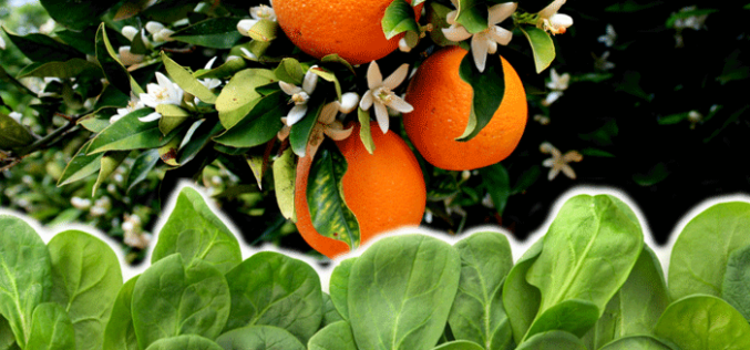 A solution to citrus greening with a little help from spinach