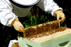 Agribiz: Beekeepers learn the value of stings