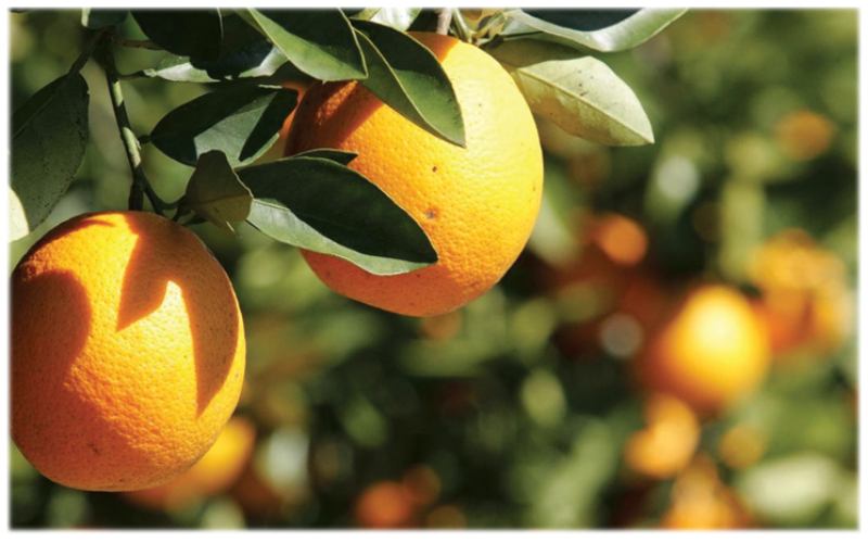 Industry reactions on the latest citrus crop estimate