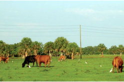 Proposed cattle grazing in state parks
