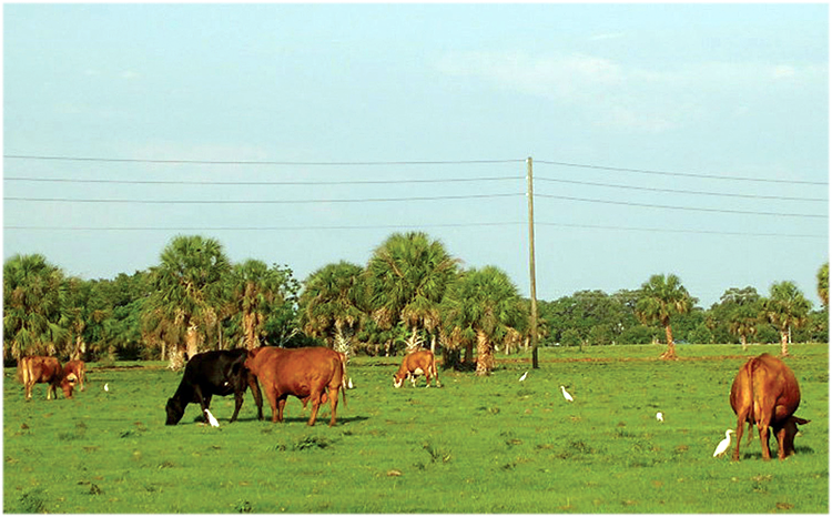 Proposed cattle grazing in state parks