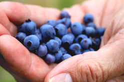 Eight more Florida counties now eligible for blueberry crop insurance