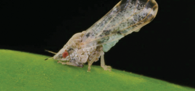 New study shows how HLB bacterium changes bug behavior patterns