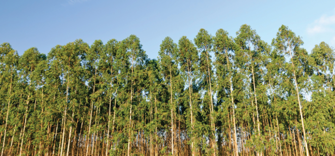 Not just a border tree — possibilities with eucalyptus crops