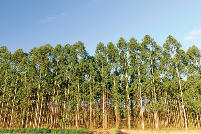 Not just a border tree — possibilities with eucalyptus crops