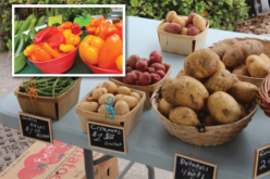 Recipe Spotlight: What’s cooking this fall from your local farmers’ market