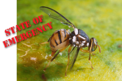 State of emergency due to Oriental fruit fly
