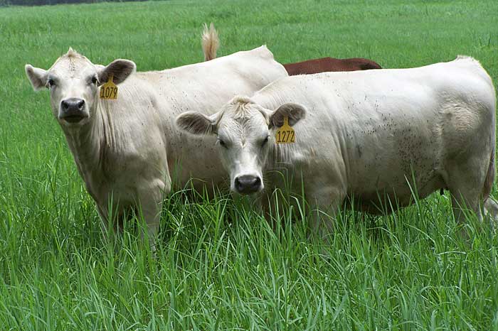 Herd sale for new Ona White Angus cattle breed is canceled