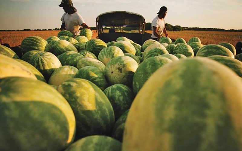 Harvest time: Double cropping — a watermelon season preview