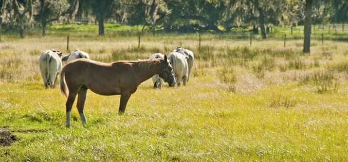 Commissioner’s AgriCorner: Strengthening Florida’s livestock industry
