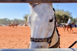 Looking for a recreation horse? Consider these five breeds found on the ranch