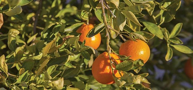 Is the quest for a remedy to citrus greening near completion?