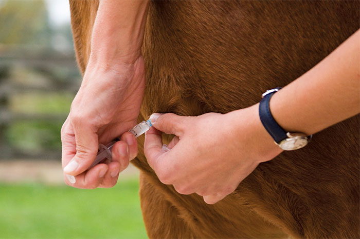 EEE update: Preventing Eastern Equine Encephalitis for your horse