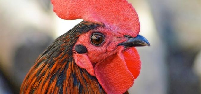 A tale of caution for backyard chicken owners
