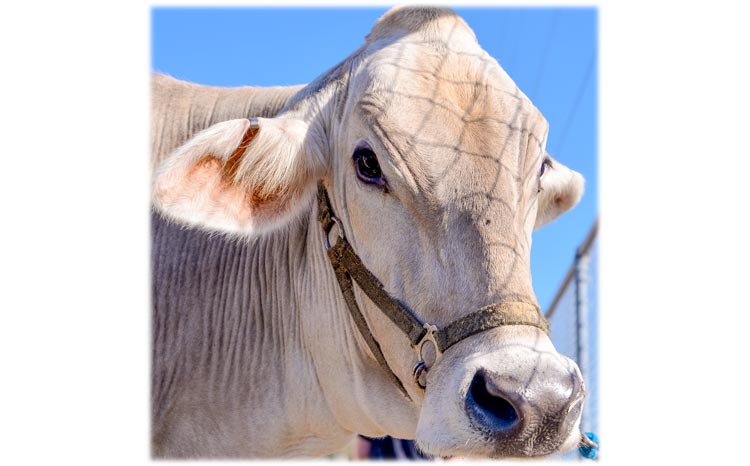 Nothing to moo at: Taking proper precautions to avoid heat stress for your show cattle