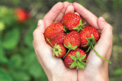 Recipe Spotlight: What to do with all those strawberries from your U-pick adventures