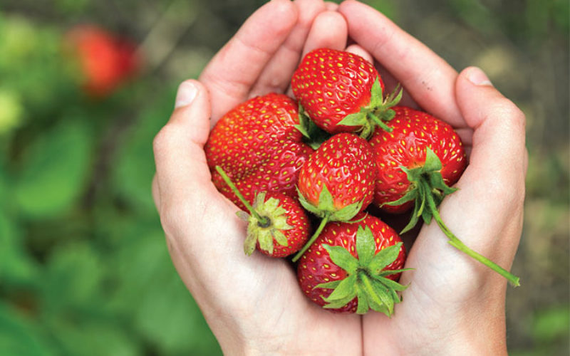 Recipe Spotlight: What to do with all those strawberries from your U-pick adventures