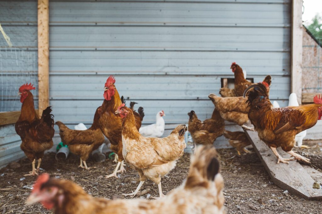 Your backyard chicken coop checklist
