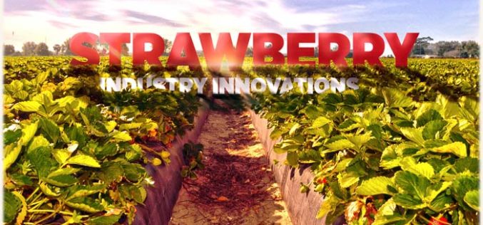 Strawberry-harvesting robots, more of the sweeter varieties, and new U-picks