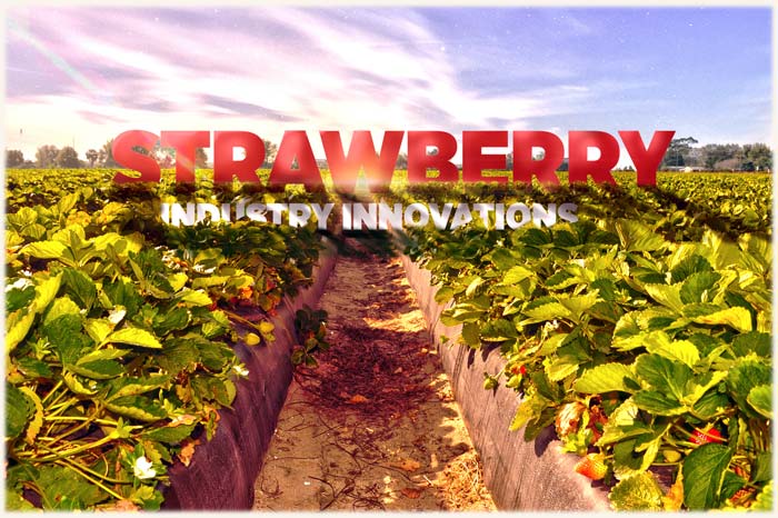 Strawberry-harvesting robots, more of the sweeter varieties, and new U-picks