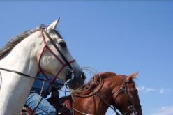 Keeping the Ranch Rodeo Tradition Alive with Florida Cattlemen
