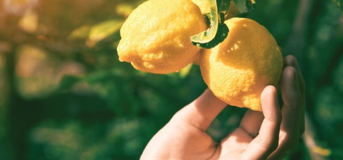 Citrus Growing Project Helps Students Understand Agriculture