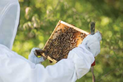 Honey Bee Lab Central Florida