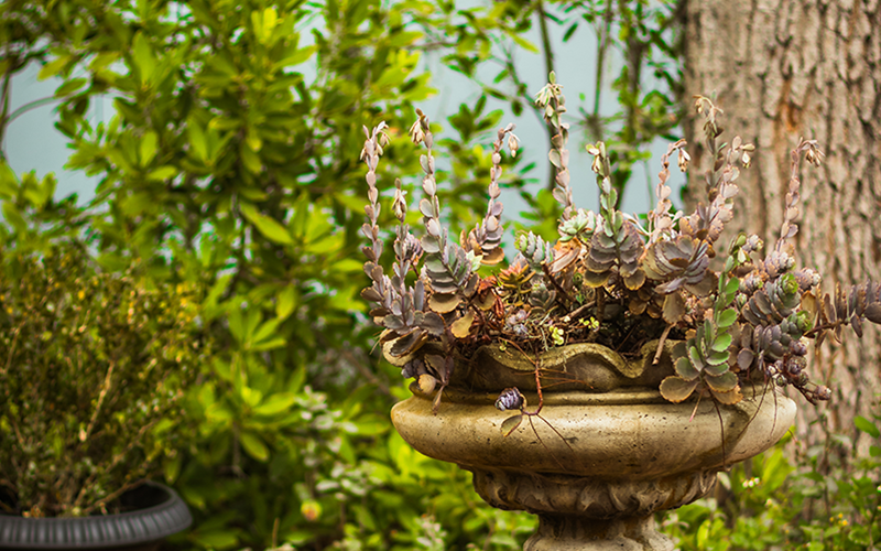 Featured image of post Central Florida Landscaping - Landscape entomologist doug caldwell investigates how to identify sod webworms lawn pests such as sod.