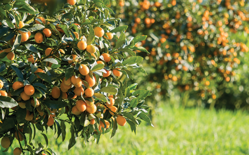 Citrus Report: Halfway Through the Citrus Season