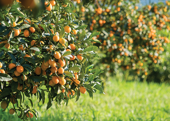 Citrus Report: Halfway Through the Citrus Season