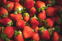 Strawberry AgriUpdate