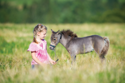 Five Fun Facts about the Miniature Horse